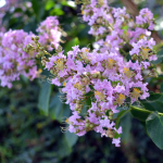 CREPE MYRTLE BASHAM #30