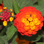 LANTANA DALLAS RED #1