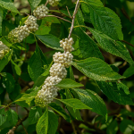 BEAUTYBERRY WHITE #3