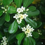 PITTOSPORUM GREEN #5