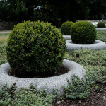 BOXWOOD GLOBE 36"