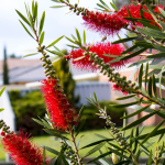 BOTTLEBRUSH #3