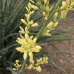HESPERALOE YELLOW #7