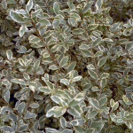 PRIVET VARIEGATED #7