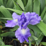 IRIS BEARDED #3