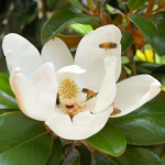 MAGNOLIA TEDDY BEAR #7