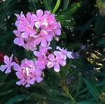 OLEANDER PINK #3