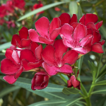 OLEANDER RED #5