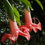 ANGELS TRUMPET #5