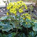 LEOPARD PLANT SPOTTED #1
