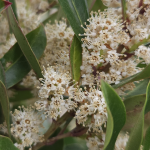 CHERRY LAUREL PATIO HEDGE