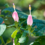 TURKS CAP PINK #3