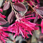 LOROPETALUM DAYDREAM #3