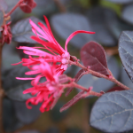 LOROPETALUM PIXIE #3