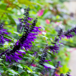 SALVIA ASSORTED #3 #5