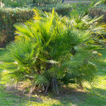 PALM MEDITERRANEAN FAN 11' - 15'