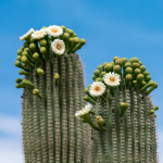 CACTUS ARIZONA SAGUARO 4'