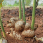 FRUIT EDIBLE GINGER #1