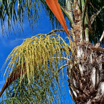 PALM QUEEN #30