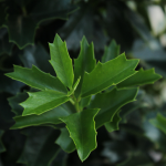 HOLLY OAKLEAF STANDARD #45