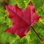 MAPLE SHANTUNG SUNSET #30