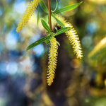 WILLOW WEEPING #5 MONROVIA