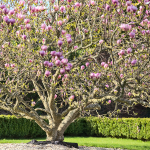 MAGNOLIA TULIP MONROVIA #5