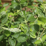 ALOYSIA SWEET ALMOND #7