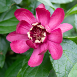 SWEET SHRUB #3