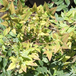 NANDINA GULFSTREAM #3 #5