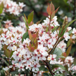 INDIAN HAWTHORN #5