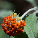 BUTTERFLY BUSH WOOLLY #5