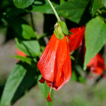 TURKS CAP BIG MOMMA #3