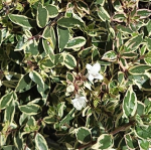 ABELIA VANILLA BRANDY #3