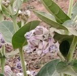 GIANT MILKWEED #7