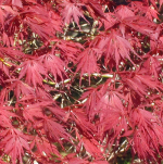 MAPLE JAPANESE BOXED
