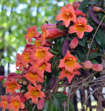 CROSSVINE PREMIUM #5