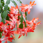 CHRISTMAS CACTUS 6"