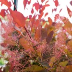 SMOKE TREE GRACE #15
