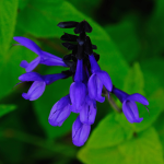 SALVIA GUARANITICA #3