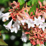 ABELIA GLOSSY #5