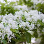 LOROPETALUM WHITE BLOOM #2 #3