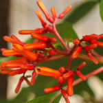 HAMELIA FIRE BUSH #3