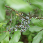 WAX MYRTLE DWARF #3