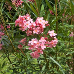 OLEANDER DWARF PINK #3 #5