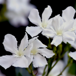 OLEANDER DWARF WHITE #3 #5