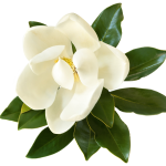 MAGNOLIA LITTLE GEM #15