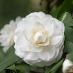 CAMELLIA JAPONICA #15