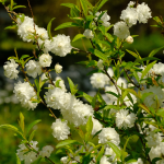 FLOWERING ALMOND #7