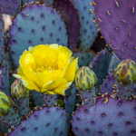 OPUNTIA SANTA RITA #5